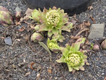 春間近？（3.12）