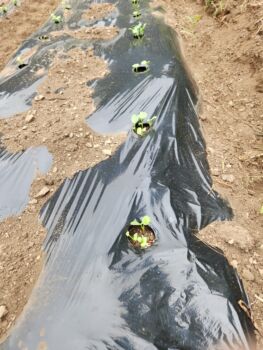 体育祭練習以外の小菅小学校の日々